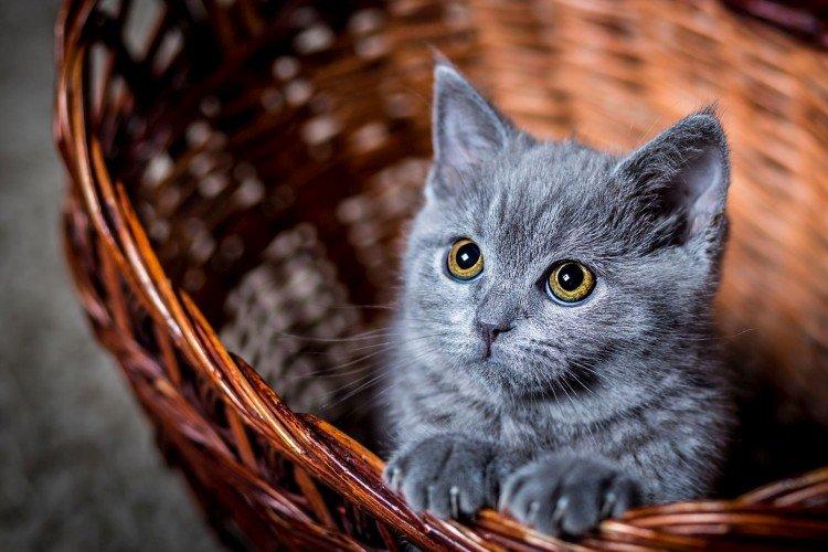 Сколько живут кошки в зависимости от породы