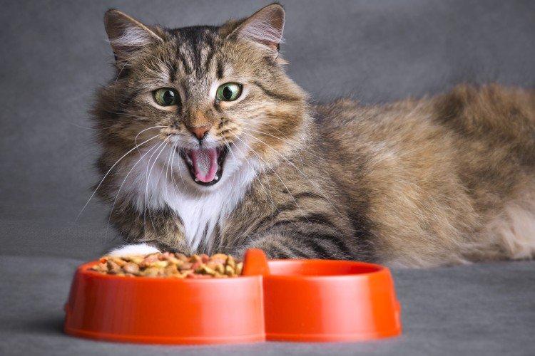Правильное питание - Сколько живут кошки