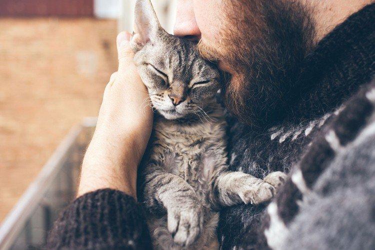 Любовь и внимание - Сколько живут кошки