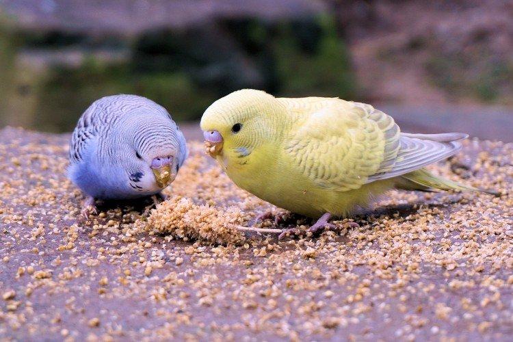 Правильное питание - Сколько живут попугаи