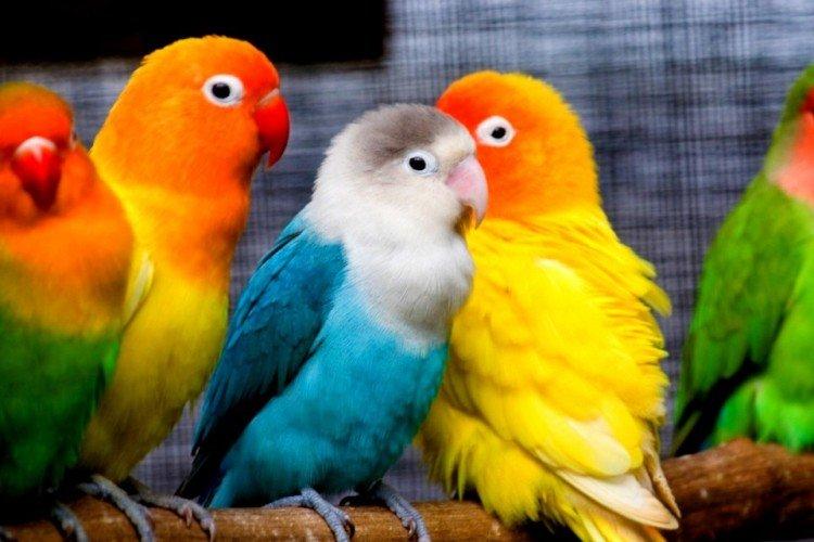 Ветеринарный контроль - Сколько живут попугаи