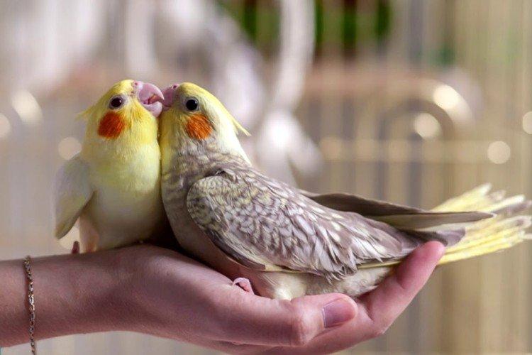 Любовь и внимание - Сколько живут попугаи