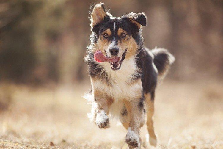 Прогулки и активный образ жизни - Сколько живут собаки