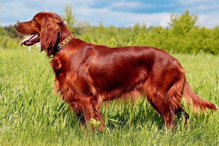Ирландский сеттер - Средние породы собак