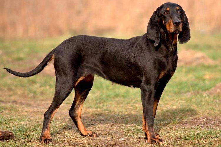 ТОП-30 черных пород собак