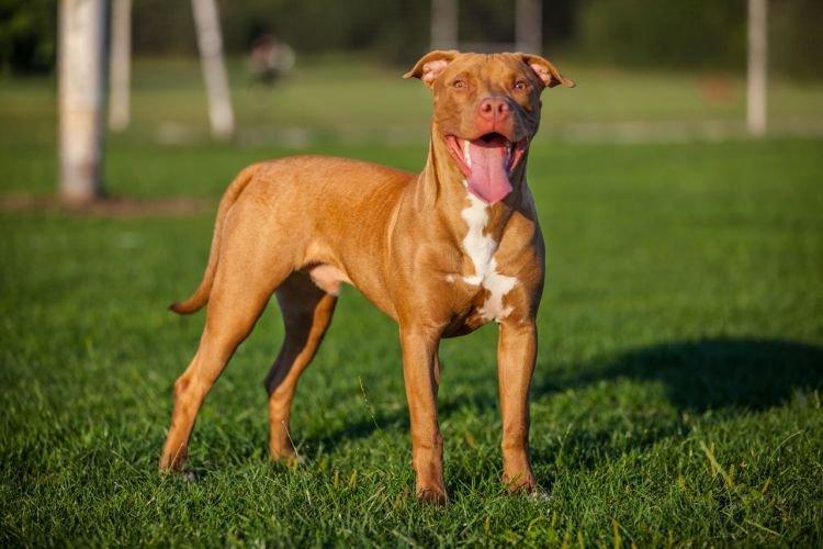 Питбультерьер - Средние породы собак