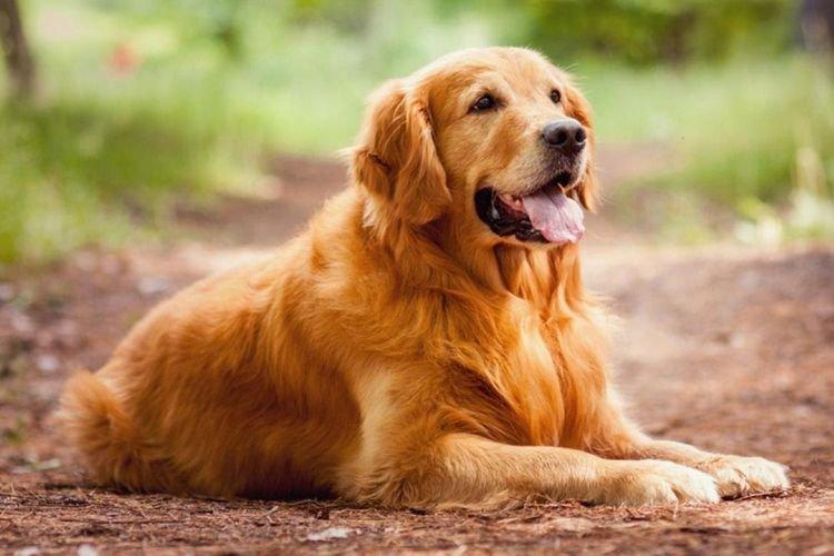 Золотистый ретривер - Средние породы собак