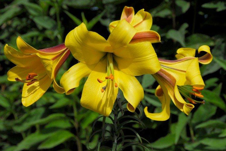 Голден Сплендор - Виды и сорта лилий