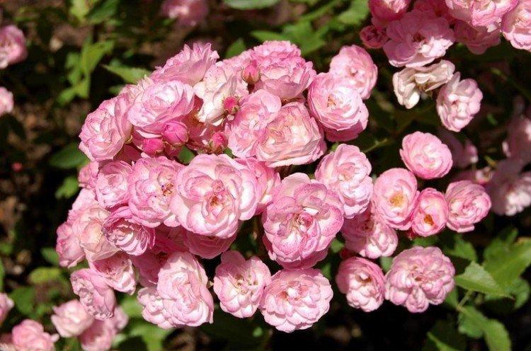 Хэвенли Пинк - Виды и сорта парковых роз