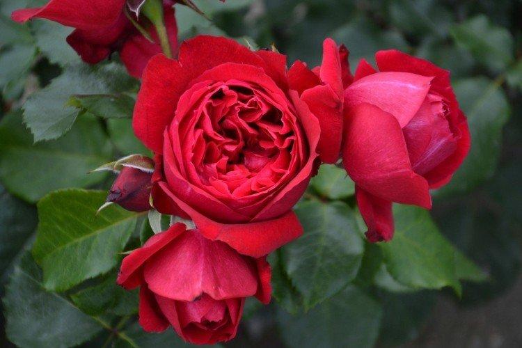 Рубан Руж - Виды и сорта парковых роз