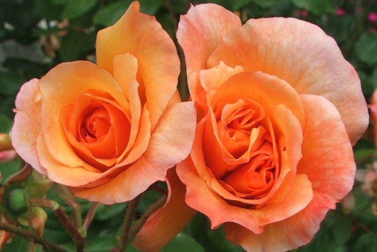 Вестерленд - Виды и сорта парковых роз