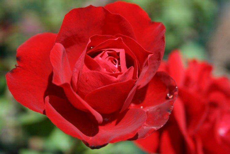Лили Марлен - Виды и сорта кустовых роз