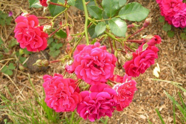 Хеллоу - Виды и сорта почвопокровных роз