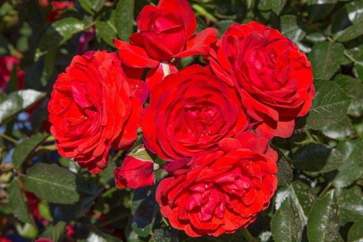 Скарлет - Виды и сорта почвопокровных роз