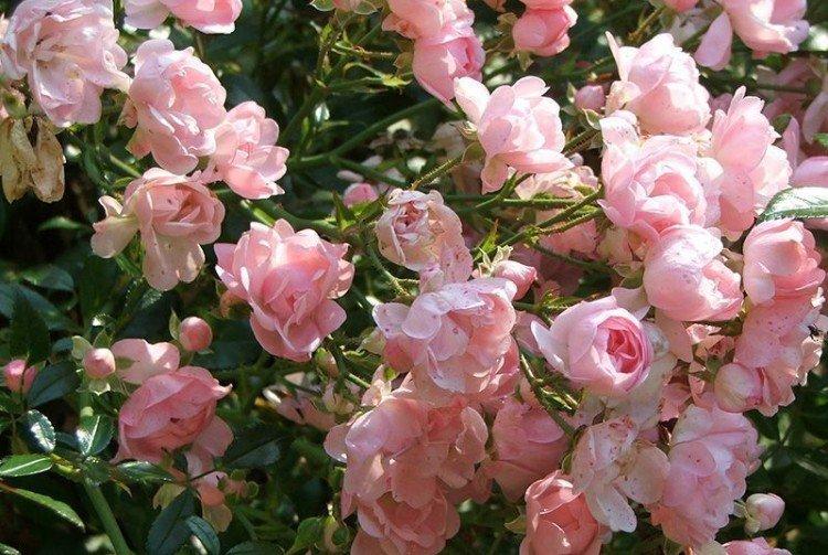 Фейри - Виды и сорта почвопокровных роз