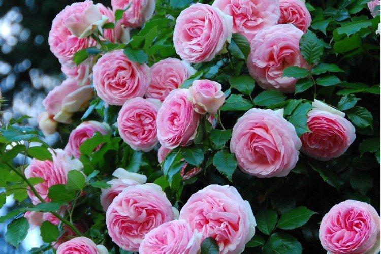 Пьер де Ронсар - Виды и сорта плетистых роз