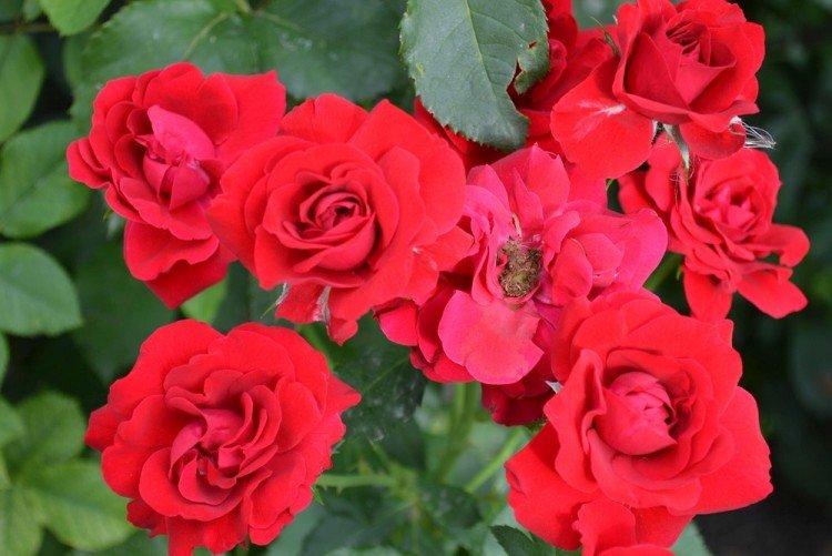 Фламментанц - Виды и сорта плетистых роз