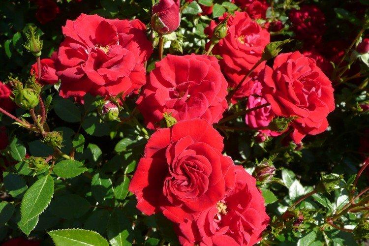 Джордж Диксон - Виды и сорта ремонтантных роз