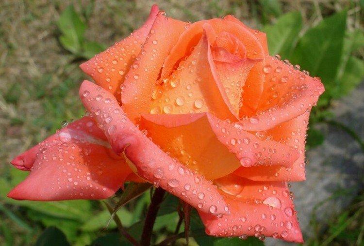 Миракл - Виды и сорта чайно-гибридных роз