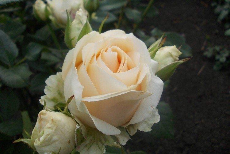 Аваланж - Виды и сорта чайно-гибридных роз
