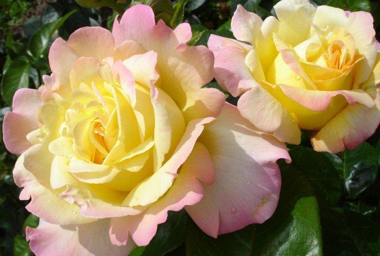 Глория Дей - Виды и сорта чайно-гибридных роз