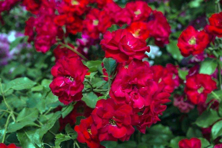 Бэби Бантинг - Виды и сорта карликовых роз