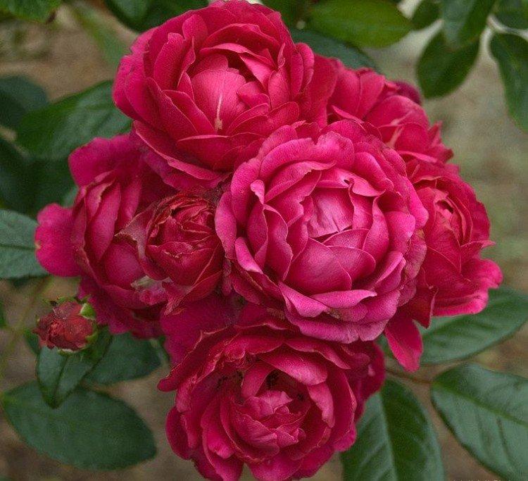 Леди Ридинг - Виды и сорта полиантовых роз