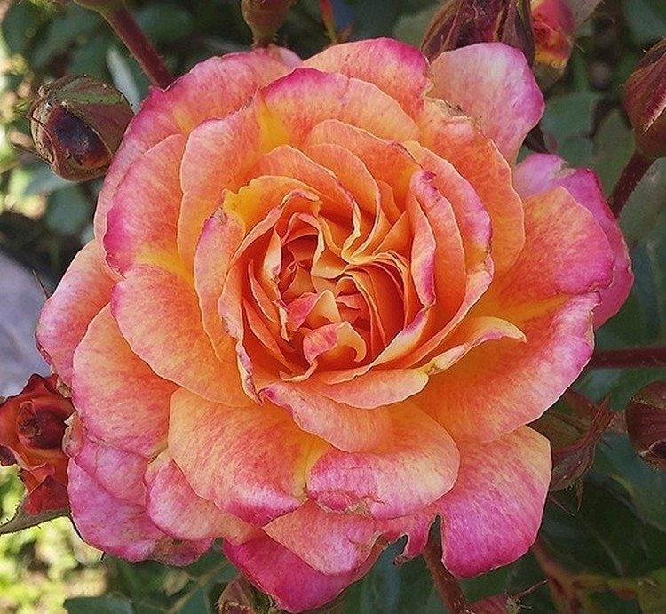 Анимо - Виды и сорта полиантовых роз