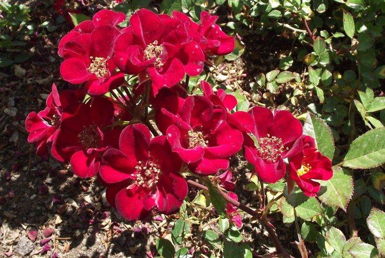 Винг Динг - Виды и сорта полиантовых роз