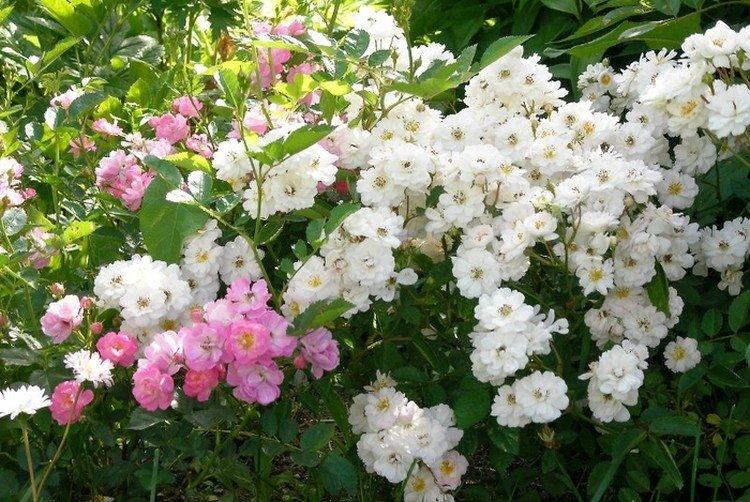 Садовый аромат - Виды и сорта полиантовых роз