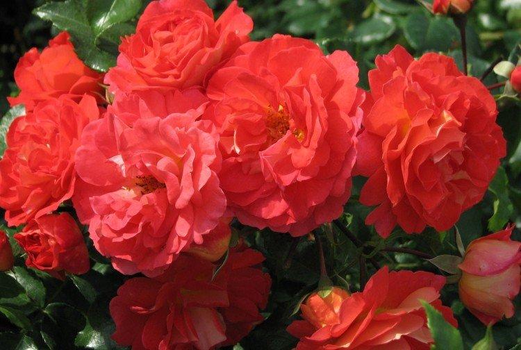 Братья Гримм - Виды и сорта розы флорибунда