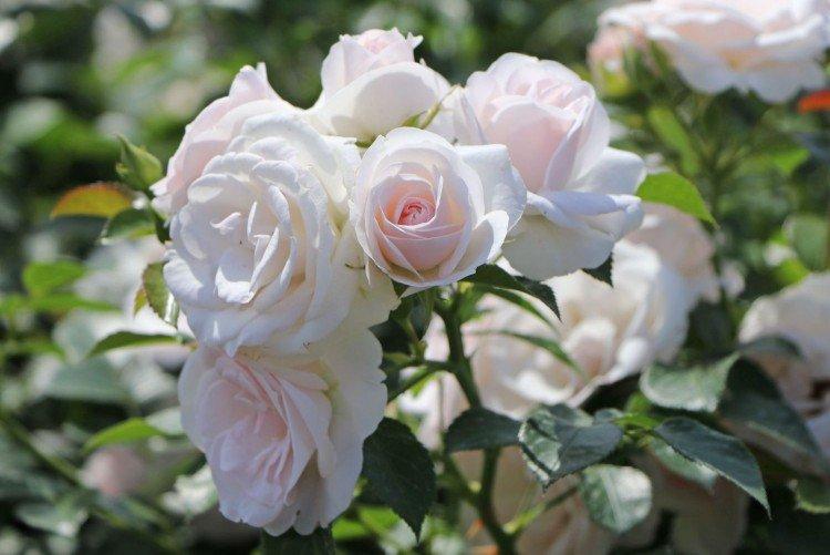 Аспирин Розе - Виды и сорта розы флорибунда
