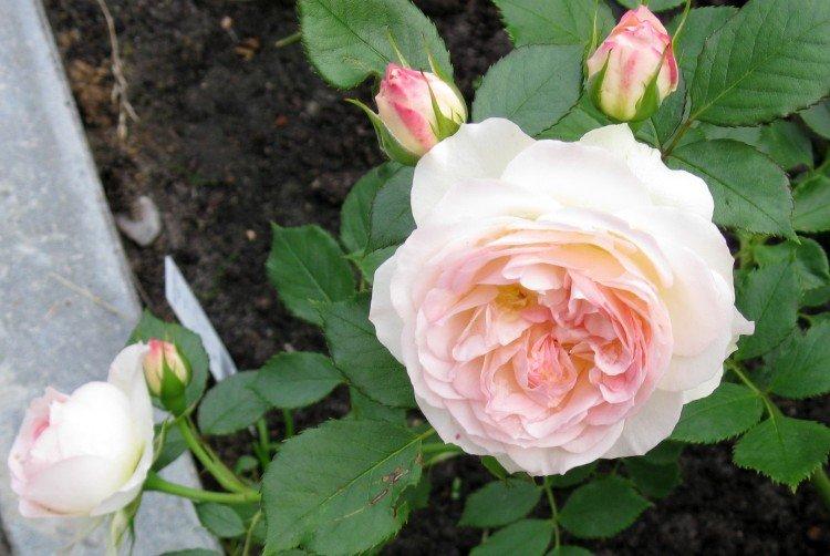 Пастелла - Виды и сорта розы флорибунда