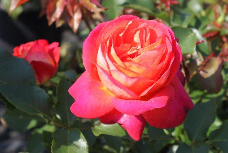 Мидсаммер - Виды и сорта розы флорибунда