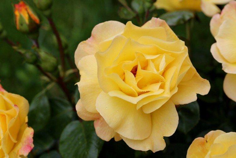 Артур Белл - Виды и сорта розы флорибунда