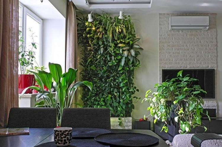 Вьющееся комнатное растение с восковыми листьями
