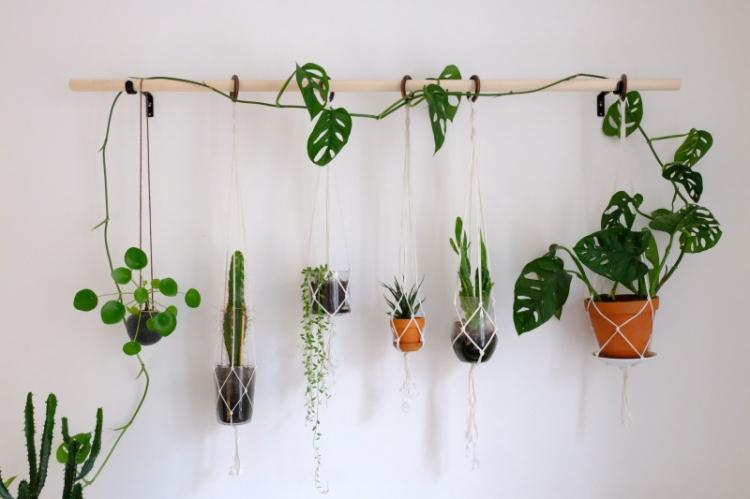 Вьющиеся комнатные растения - фото