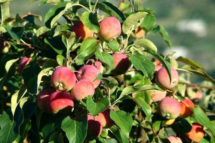 Размножение и опыление - Уход за яблоней Конфетное