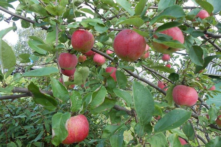 Обрезка - Уход за яблоней Конфетное