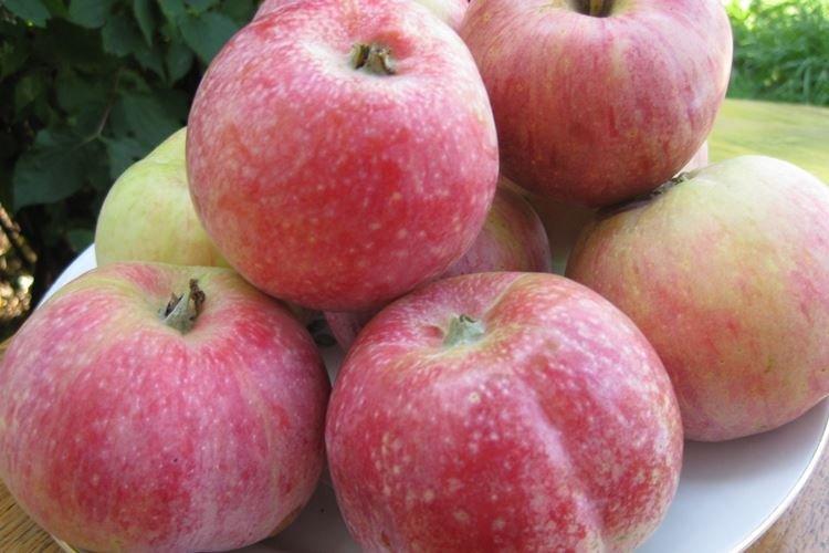 Сбор урожая - Уход за яблоней Конфетное