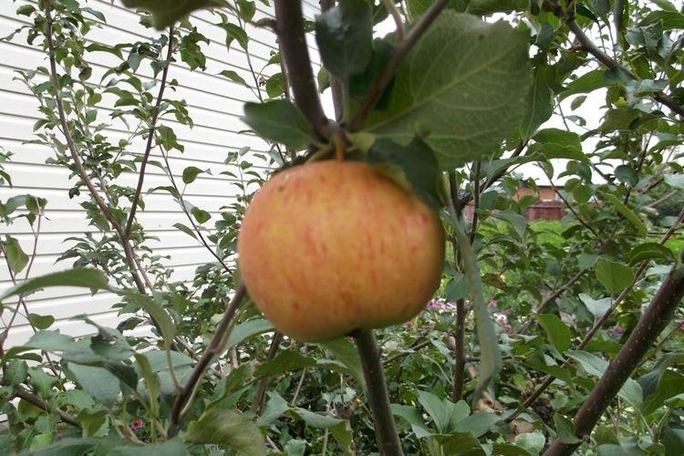Размножение и опыление - Уход за яблоней Медуницей