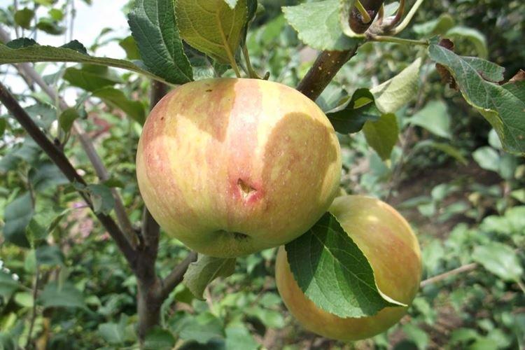 Сбор урожая - Уход за яблоней Медуницей