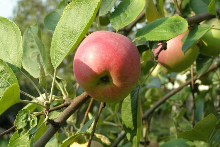 Почва - Уход за яблоней Мельба