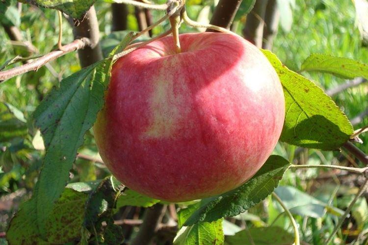 Размножение и опыление - Уход за яблоней Мельба
