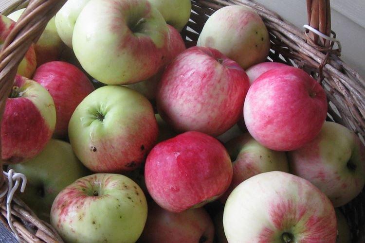 Сбор урожая - Уход за яблоней Мельба