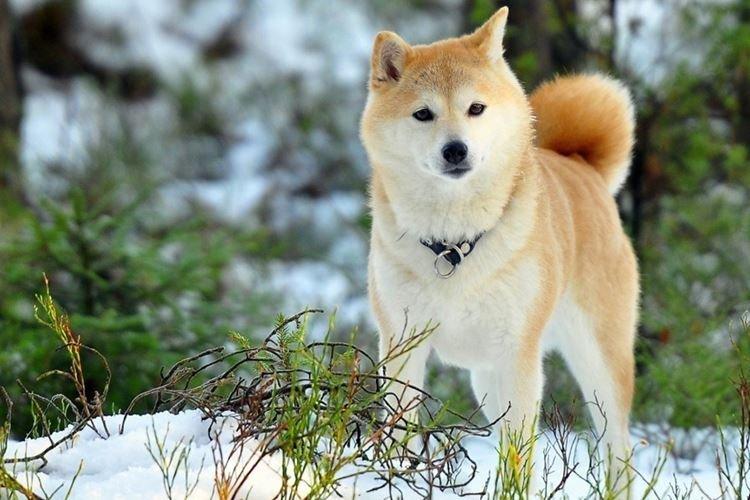 Японская акита - Японские породы собак