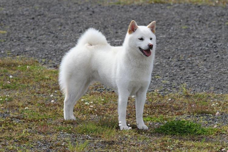 Кисю - Японские породы собак