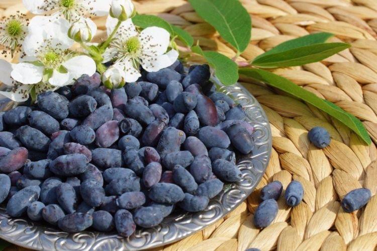 Для мочеполовой системы - Полезные свойства жимолости Для мочеполовой системы - Полезные свойства жимолости