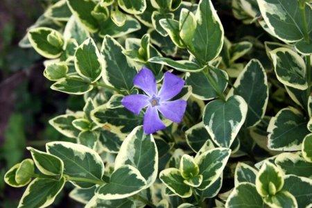 Барвинок (60 фото): сорта, правильный уход и выращивание