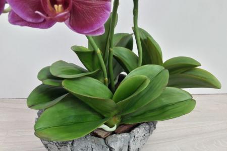 Болезни листьев у орхидеи: описания с фото, лечение